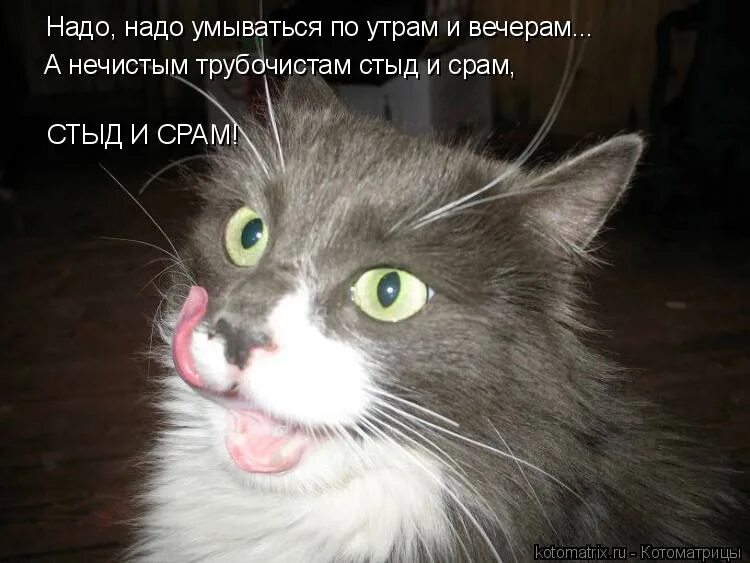 Срам значение. А нечистым трубочистам стыд и срам стыд и срам. некоторые языком умываются. а нечистым трубочистам стыд. картинки а нечистым трубочистам стыд и срам.
