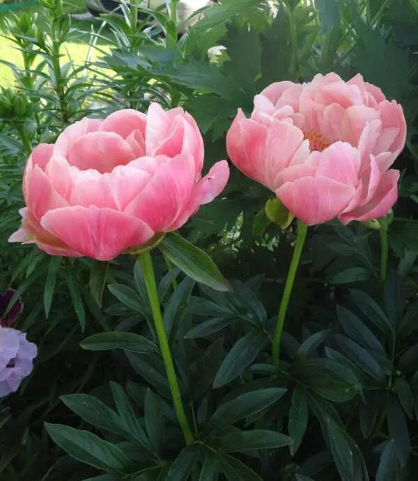 пионы древовидные и травянистые. пионы древовидные и травянистые. пион древовидный восход. пион древовидный райзинг сан. пион древовидный кинко.