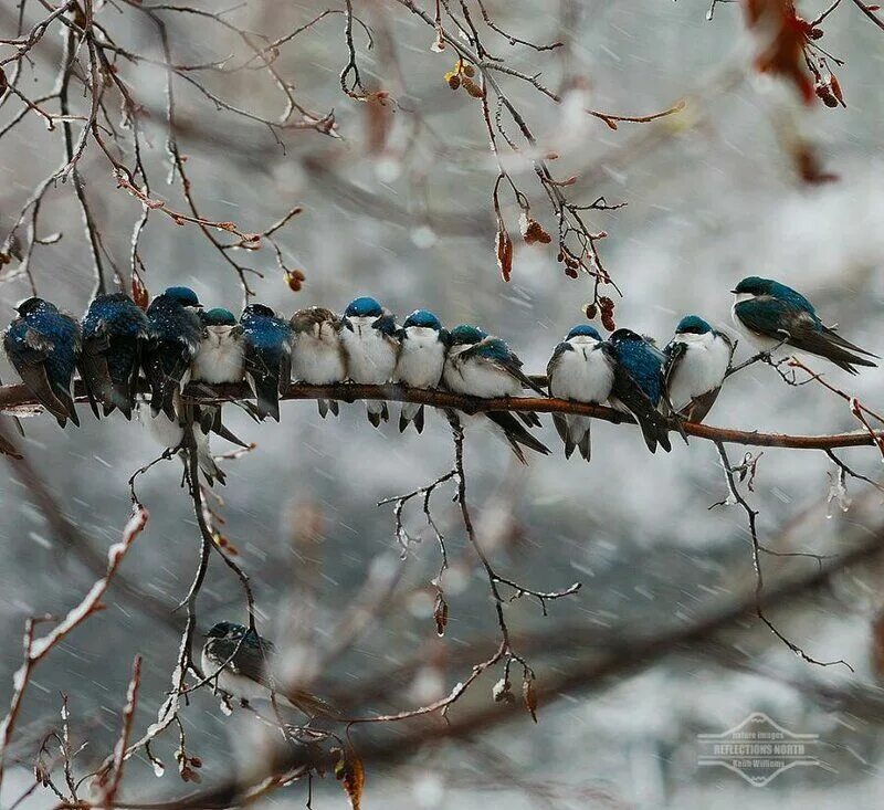 Зима птицы. Птица на ветке. Много птиц. Cold bird