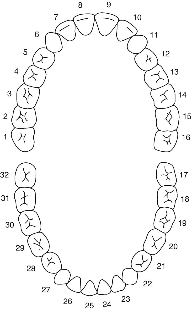 Нумерация зубов в стоматологии схема у взрослых. Схема нумерации зубов. Схема зубов человека с нумерацией. Нумерация зубов в стоматологии схема. Схема зубов человека с нумерацией стоматологии.