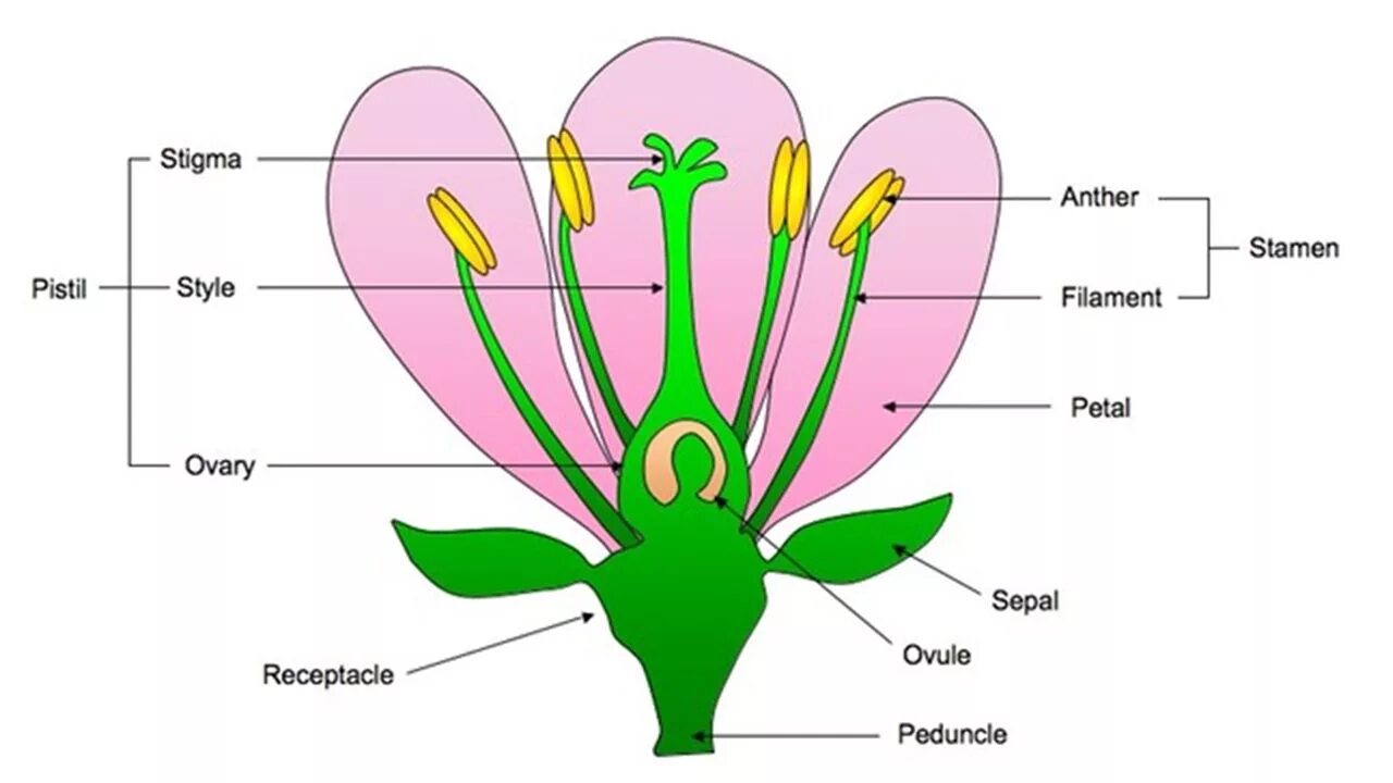 Строение бутона цветка. Строение лепестка цветка. Рыльце цветов. Строение завязи цветка.
