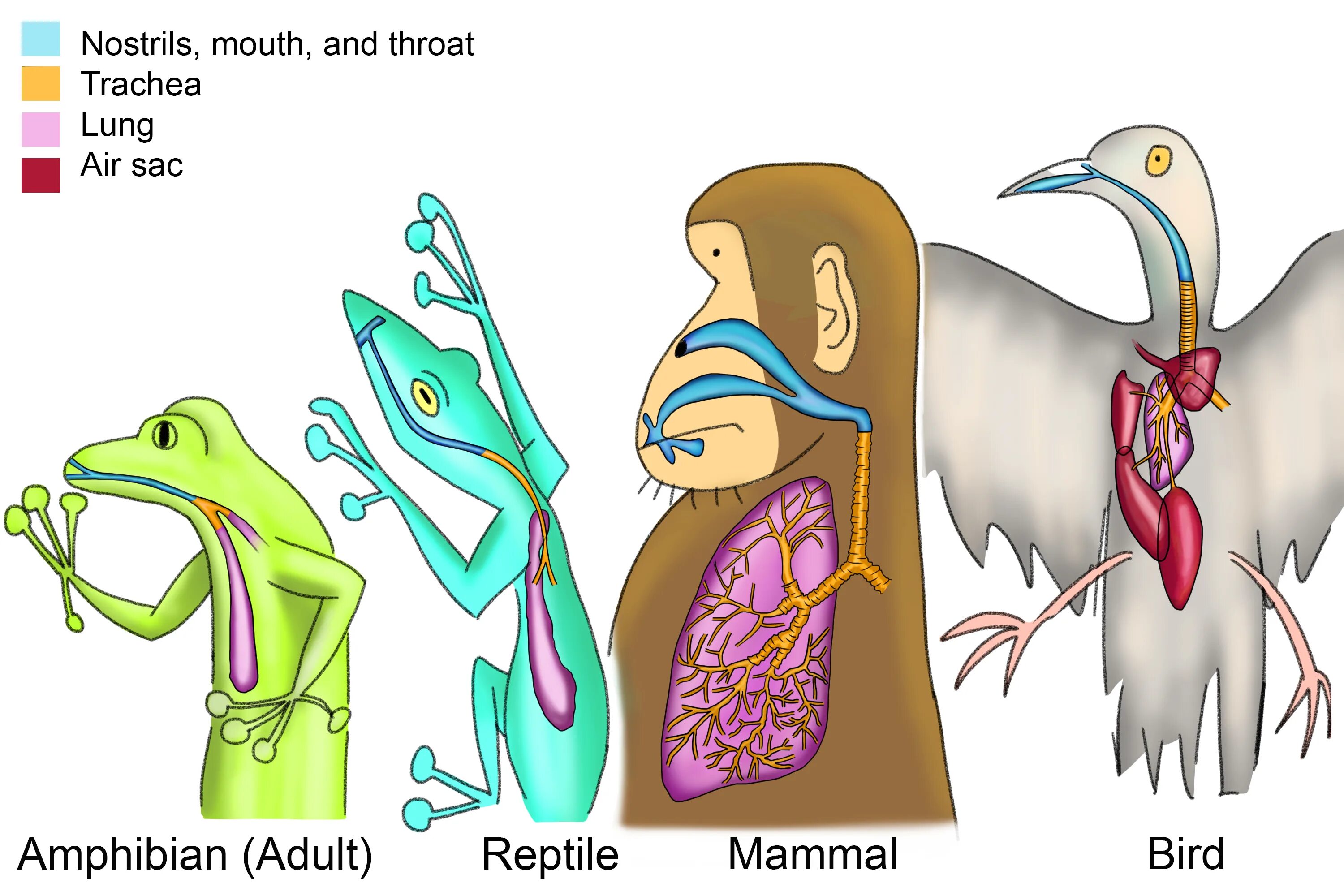 Reptiles mammals. Дыхательная система рептилий. Дыхательная система крокодила. Пресмыкающиеся птицы. Дыхательная система рептилий в разрезе.