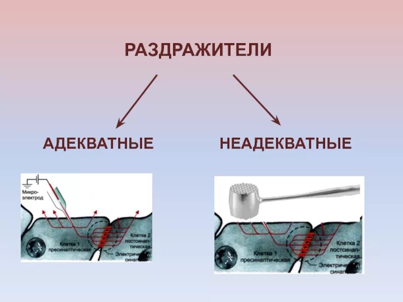 Адекватным раздражителем является