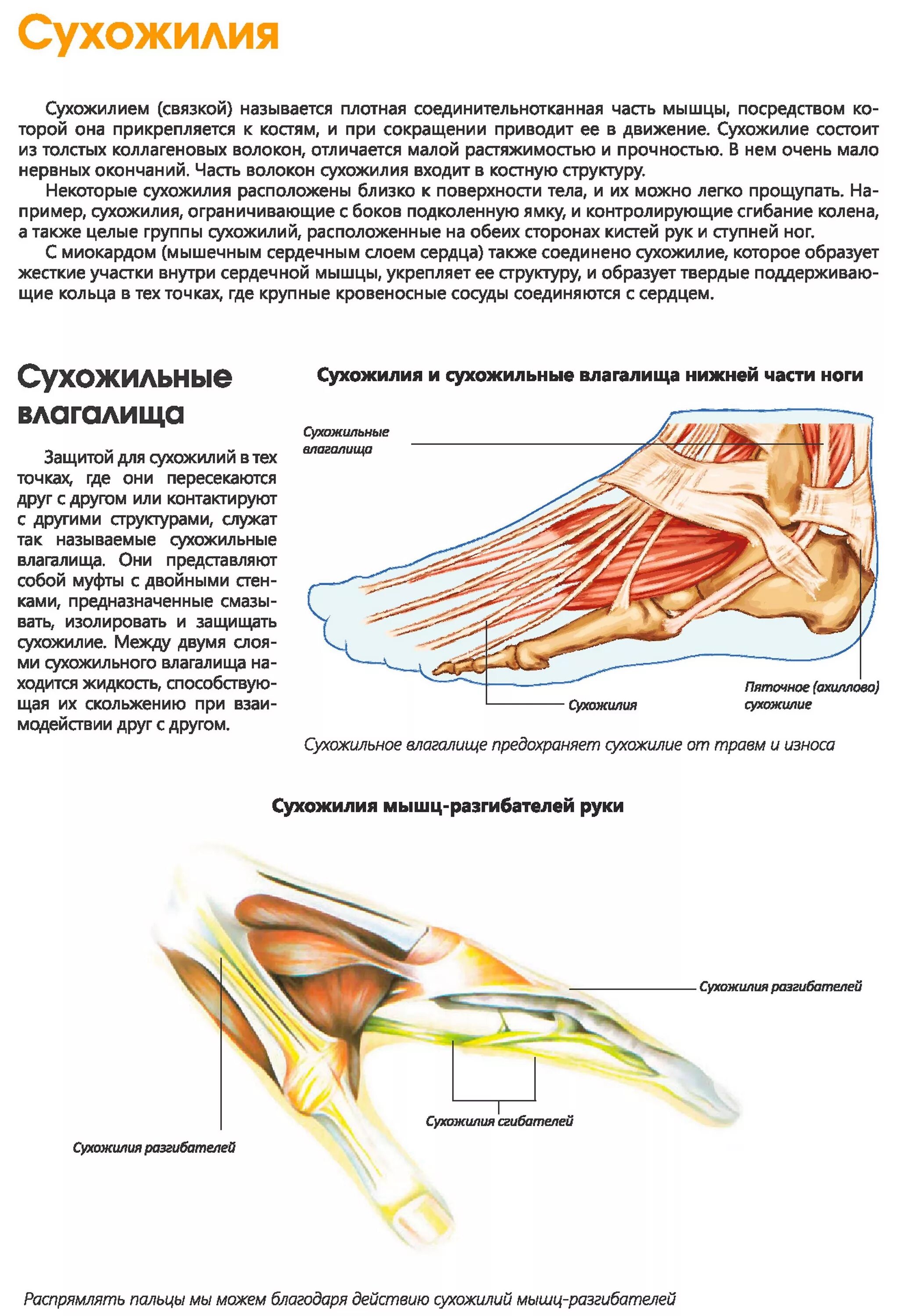 Связки тела. Сухожилия мышц разгибателей стопы. Мышцы связки сухожилия. Сухожилия стопы анатомия. Строение сухожилий человека.