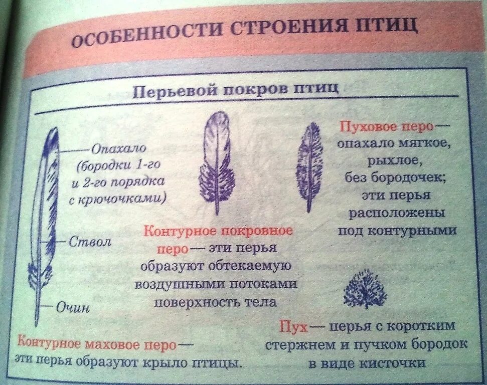 Перьевой покров птицы таблица. Строение перьевого Покрова птиц. Особенности строения пера. Перьевой Покров птиц. Функции перьевого Покрова у птиц.