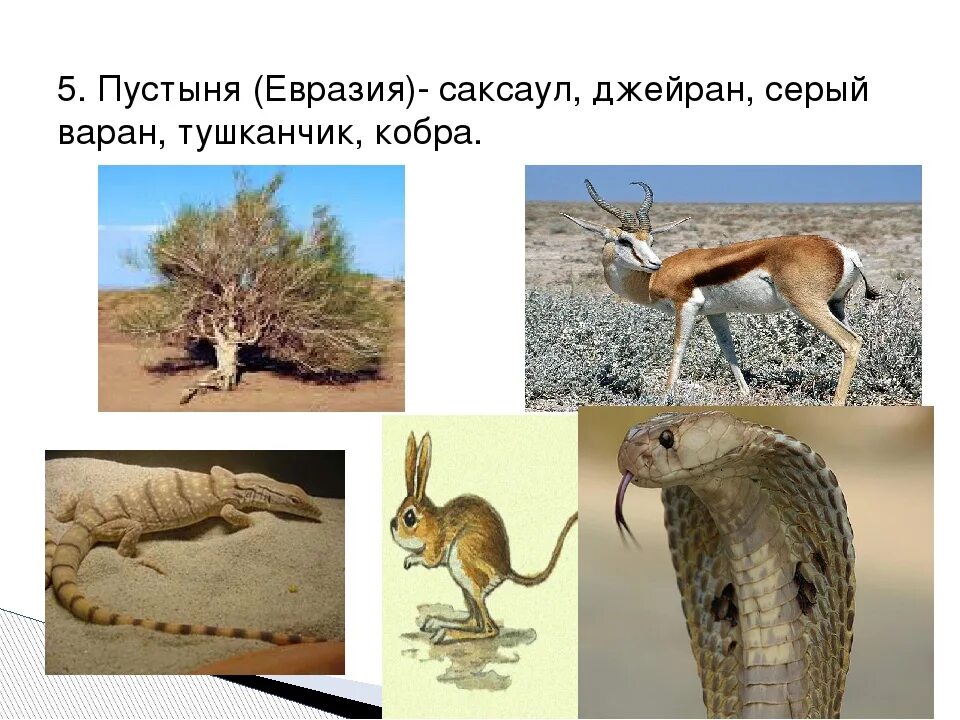 Зона пустынь и полупустынь растения и животные. Пустыни и полупустыни евразии животный мир. пустыни и полупустыни евразии растения. растительный мир пустынь евразии. животные и растения полупустынь и пустынь евразии.