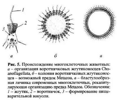 Воротничковые жгутиконосцы родственники многоклеточных