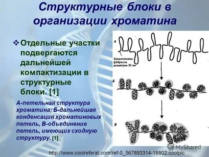 Структурный хроматин