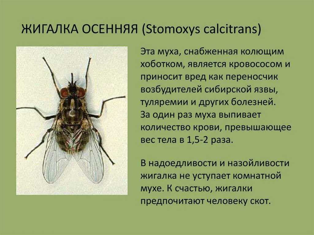 Муха осенняя жигалка жизненный цикл. Комнатная Муха переносчик заболеваний. Осенняя жигалка (Stomoxys Calcitrans). Осенняя жигалка возбудитель заболевания. Комар членистоногие двукрылые