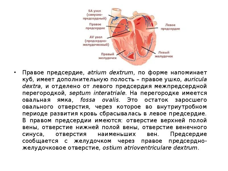 Строение предсердий сердца. Сердце анатомия строение предсердия желудочки. Сердце желудочки и предсердия клапаны. Функции предсердий желудочков и клапанов сердца. Строение сердца человека камеры сердца.