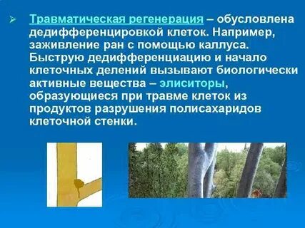 Барьер регенерация регенерации
