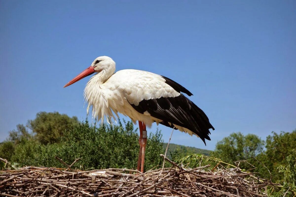 Аист картинка. Белый Аист. Белый Аист птица. Ciconia Ciconia. Аист альбинос.