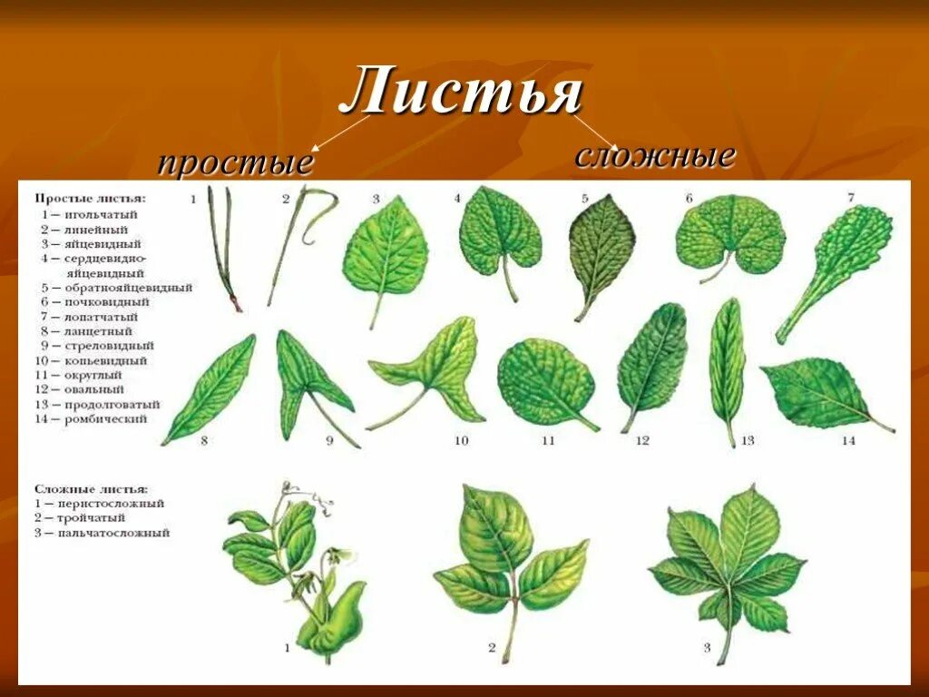 Ое лист. Простые и сложные листья. Ромбовидная форма листа. Морфология простых и сложных листьев. Морфология листа растений.