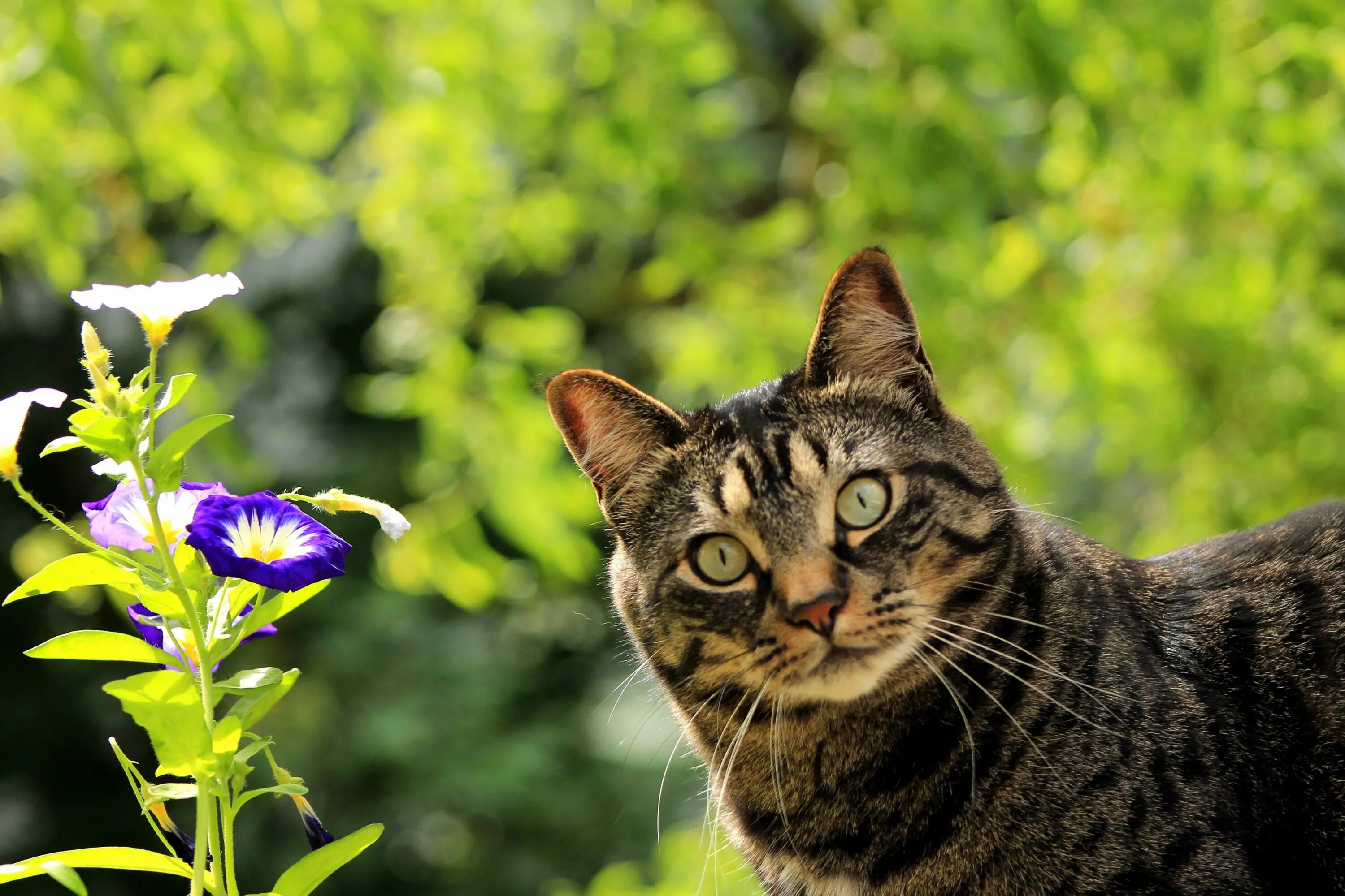 Весенняя кошечка. Весенняя кошка. Кошки и цветы.