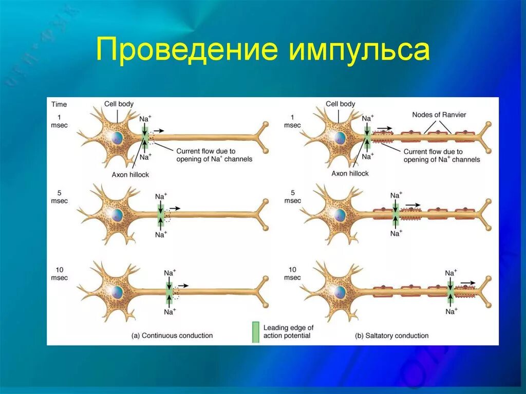 Генерация импульса нейронами. Деполяризация мембраны нейрона. схема строения мембраны нервной клетки. механизм передачи нервного импульса по нервному волокну. проведение нервного импульса по нейрону.
