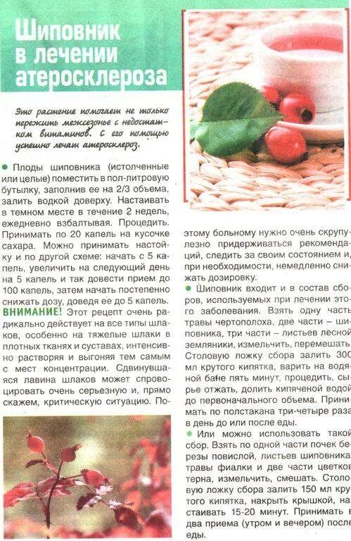 Шиповник на ночь можно ли. Лекарственные рецепты из шиповника. шиповник рецепты полезные. рецепты народной медицины с шиповником. как заваривать шиповник.