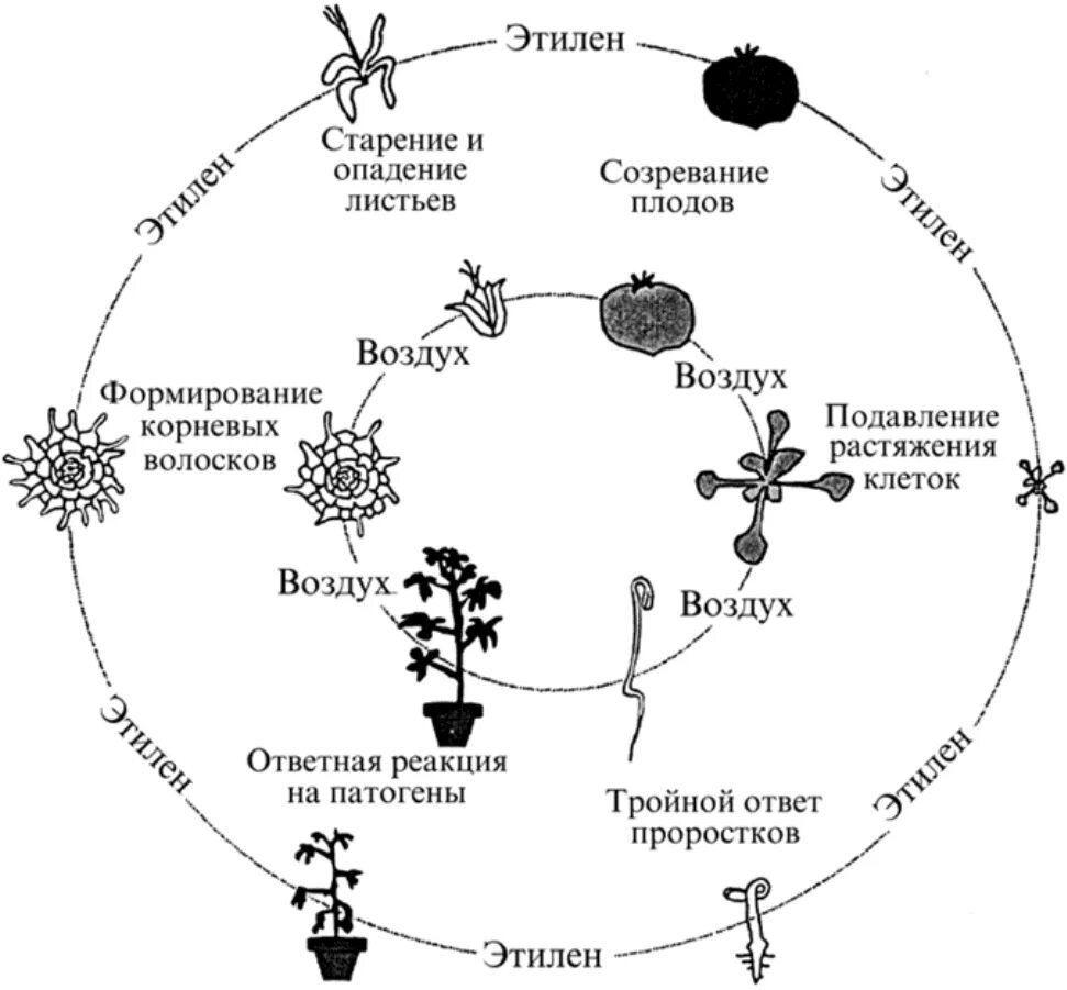 Этилен структурная формула. Гормоны растений фитогормоны. Нахождение в природе этилена. Окись этилена особенности. Этилен гормон растений.