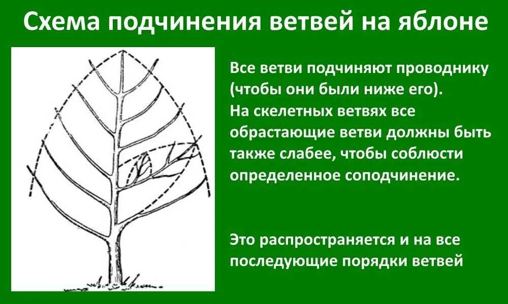 Обрезка плодовых деревьев правила. Соподчинение ветвей плодовых деревьев. Правильная обрезка плодовых деревьев. Принцип обрезки яблони весной. Принципы обрезки плодовых деревьев схема.