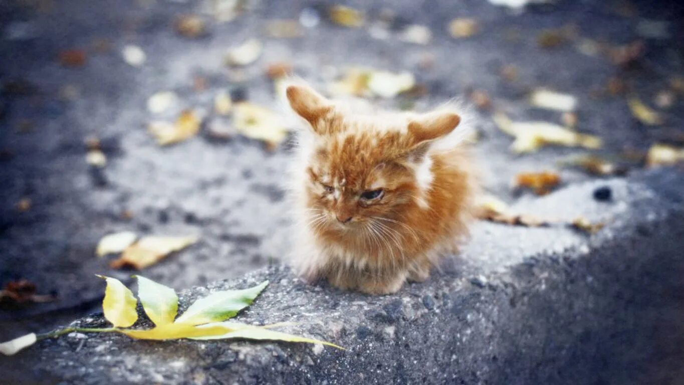 Когда 3 дня не бывает. Котоматрица осень. Жизнь животные. Котята в беде. Кот наслаждается жизнью.