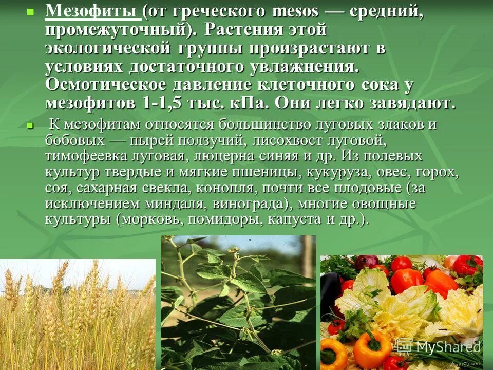 К мезофитам относятся растения. Экологические группы растений засухоустойчив. растения мезофиты. засухоустойчивые культуры в сельском хозяйстве.