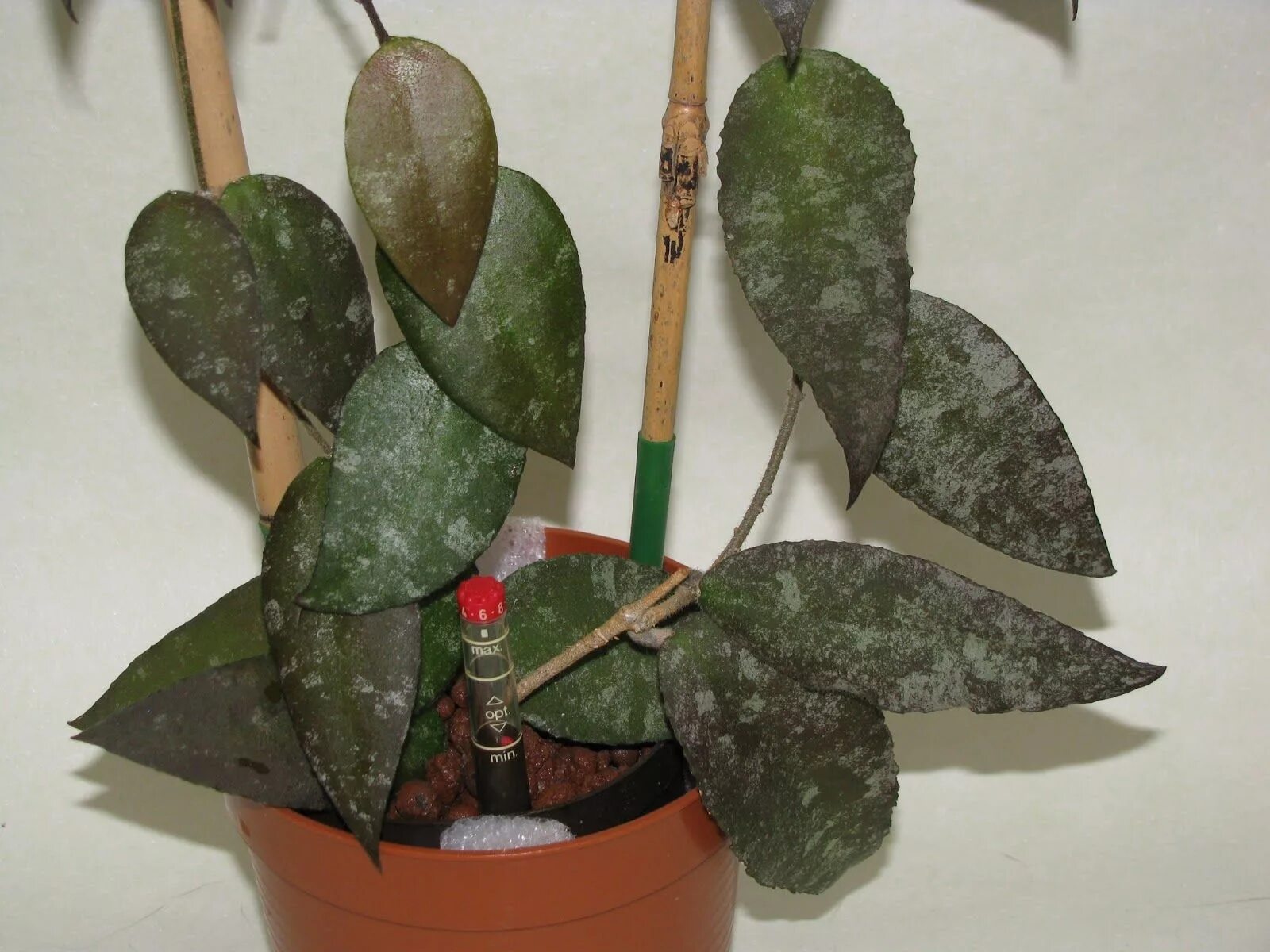 Каудата суматра. Хойя суматра. хойя hoya caudata. хойя каудата суматра sumatra. хойя sp 22 khao yai big leaf.