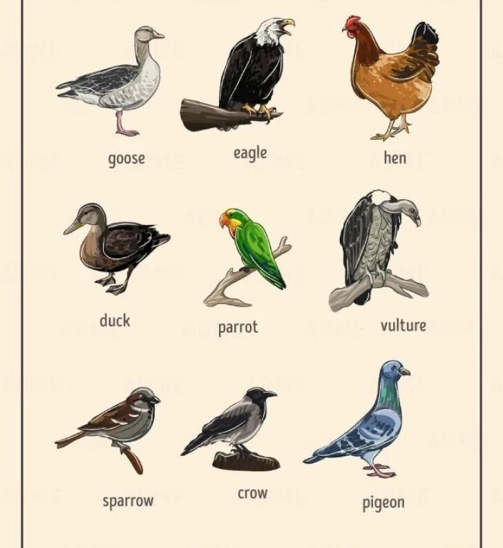 Перевести птиц на английский. Птицы на английском языке. Алфавит птиц. Названия птиц на английском. Птицы по алфавиту.