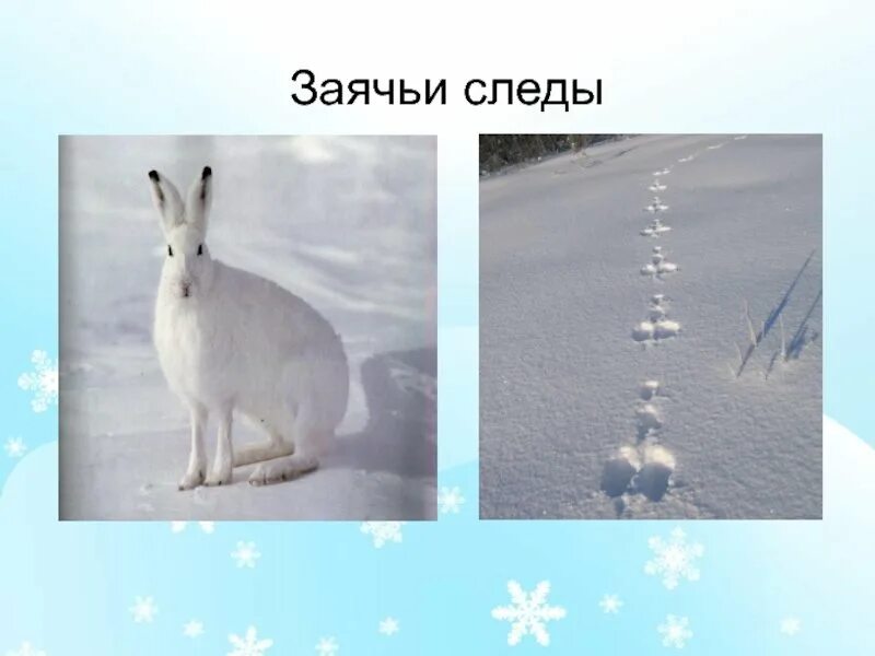 Не заячьи следы как пишется