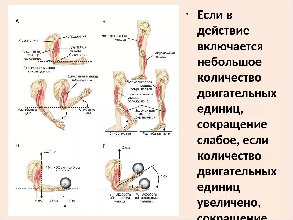 Агонисты антагонисты синергисты. Мышцы синергисты трицепс и. Мышцы агонисты антагонисты синергисты. Мышцы агонисты синергисты упражнения.