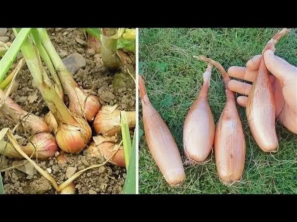 купить лук шалот аристократический ЛПХ Удачный огород