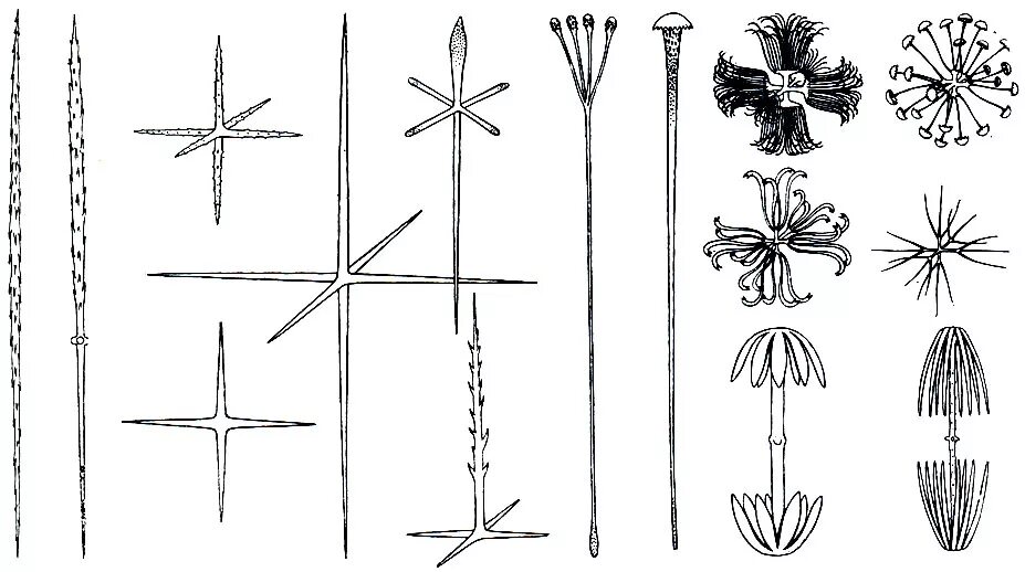 Иглы биология. Иглы стеклянных губок. Спикулы губок. Скелетные иглы у губок. Скелетные элементы губок.