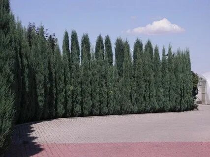 Блю эрроу изгородь
