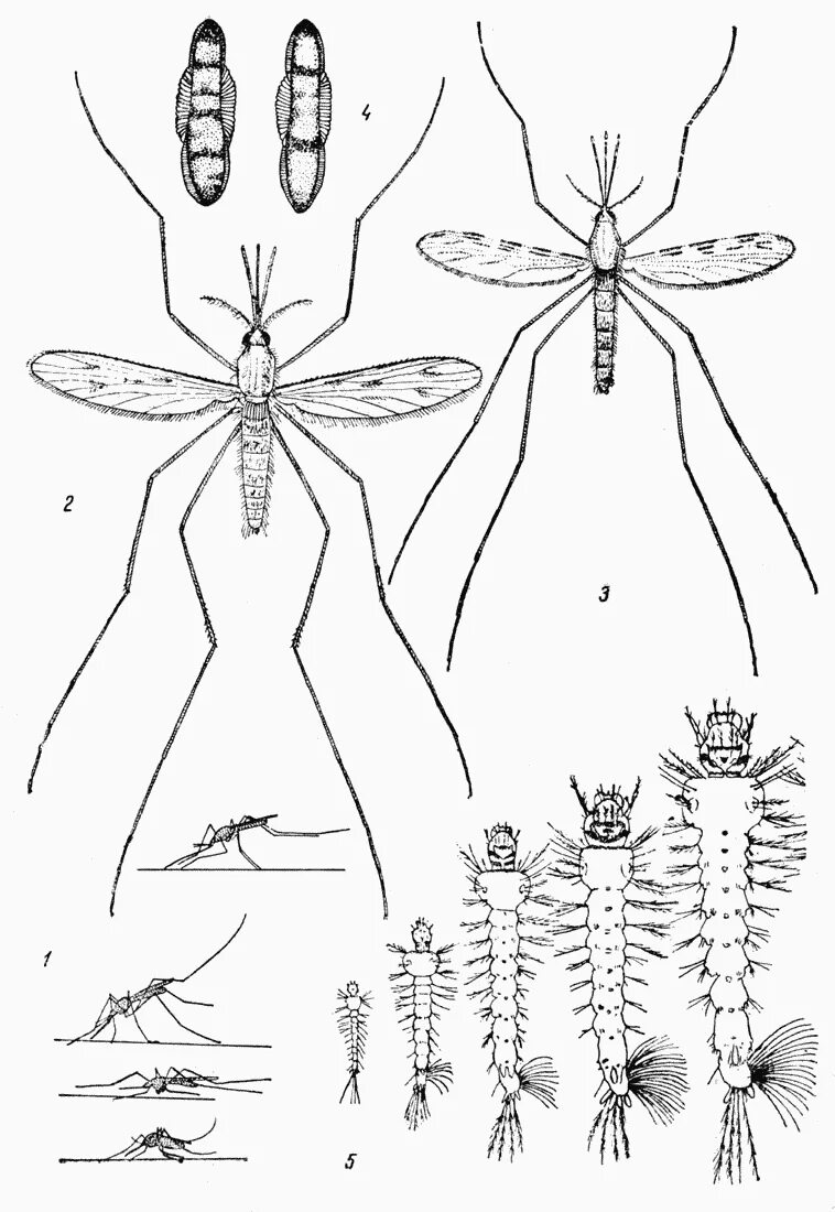 Какое развитие у малярийного комара. Малярийный комар анофелес. Самки комаров рода Anopheles. Комар малярийный обыкновенный (Anopheles maculipennis).. Москиты и малярийные комары.