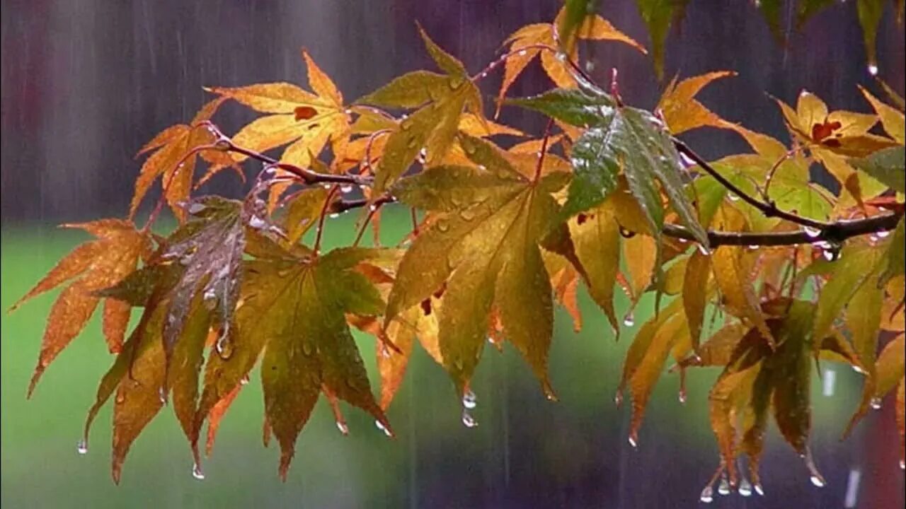 Текст сентябрь дождливый. Дождливая осень. Осень дождь. Осенний дождь фото. Осенний ливень.