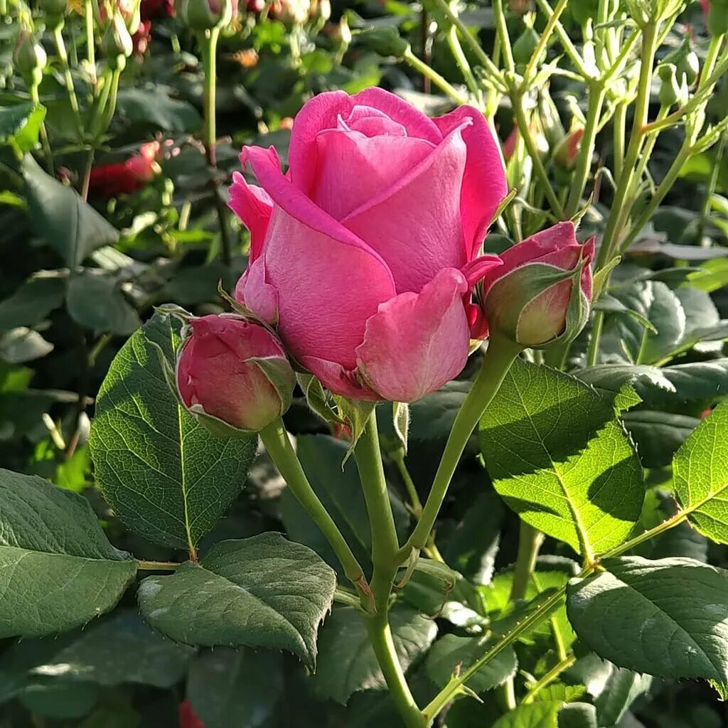Питомник в никитском. Садовый центр в никитском. Садовый центр в никитском. Грандифлора питомник роз никитское. Садовый центр в никитском питомник роз.