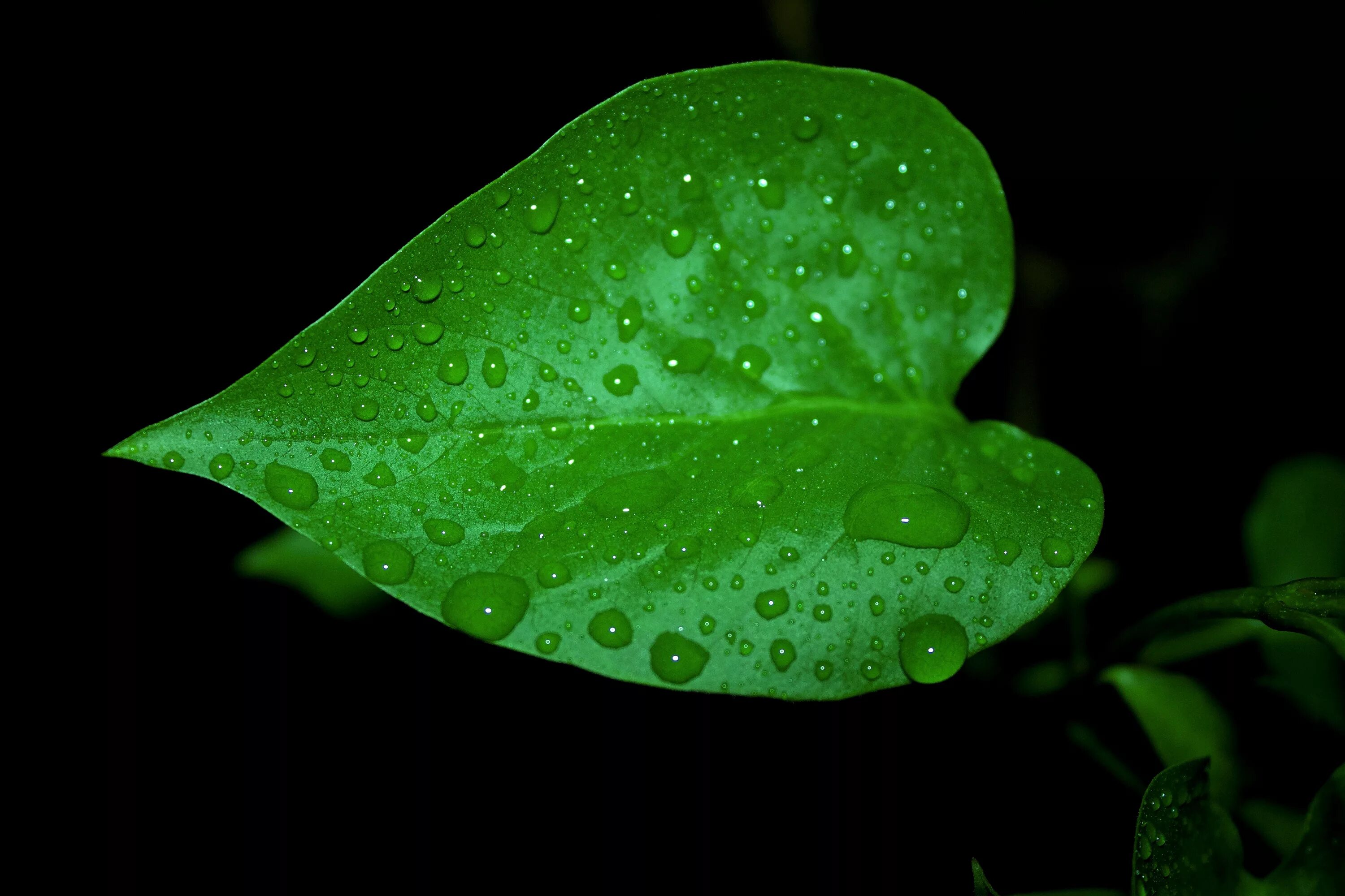 Зеленый лист. Листья растений. Зеленый лепесток. Зеленые листочки.