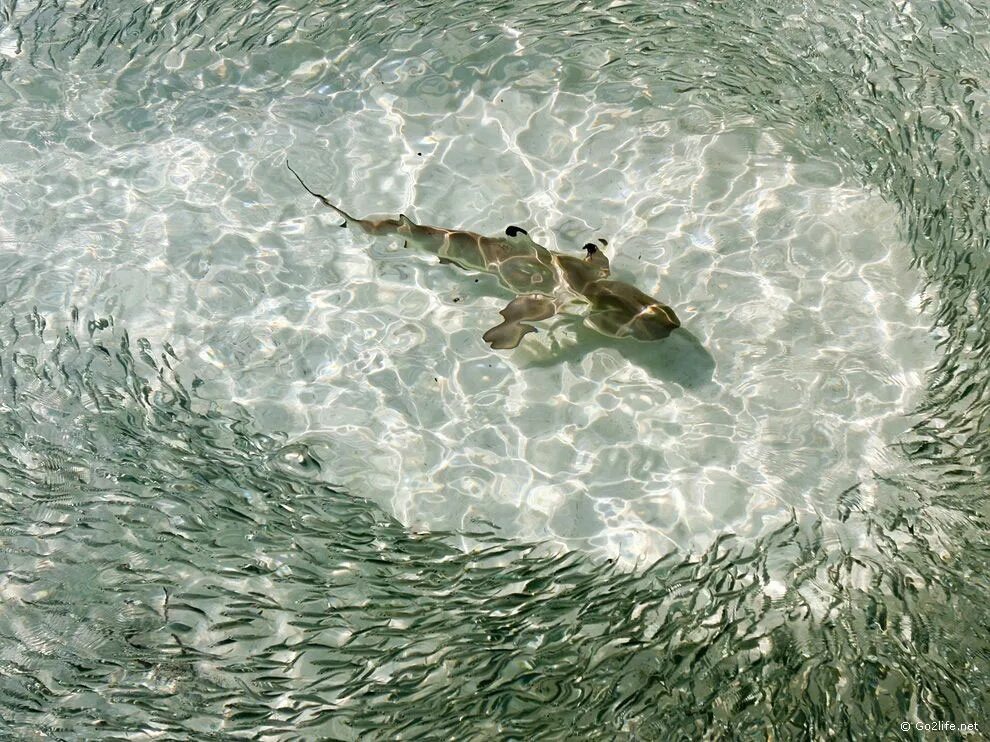 Плавать в чистой воде с рыбами. Рыбы в прозрачной воде. рыбки на мелководье. рыбы в чистой воде. рыбки в воде вид сверху.