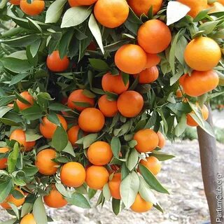 Murcott fruit