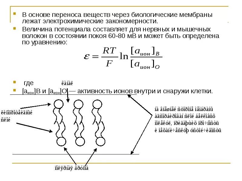 Электрохимический потенциал электрохимия. Электрохимический потенциал. Мембранный потенциал митохондрий. Мембранный потенциал. Электрохимический градиент.