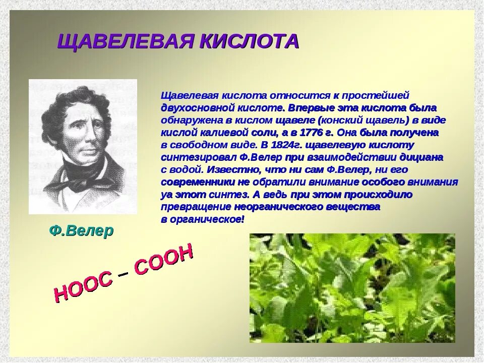 Щавелевая кислота. Органические кислоты щавелевая. Получение щавелевой кислоты. Щавелевая кислота кислота.