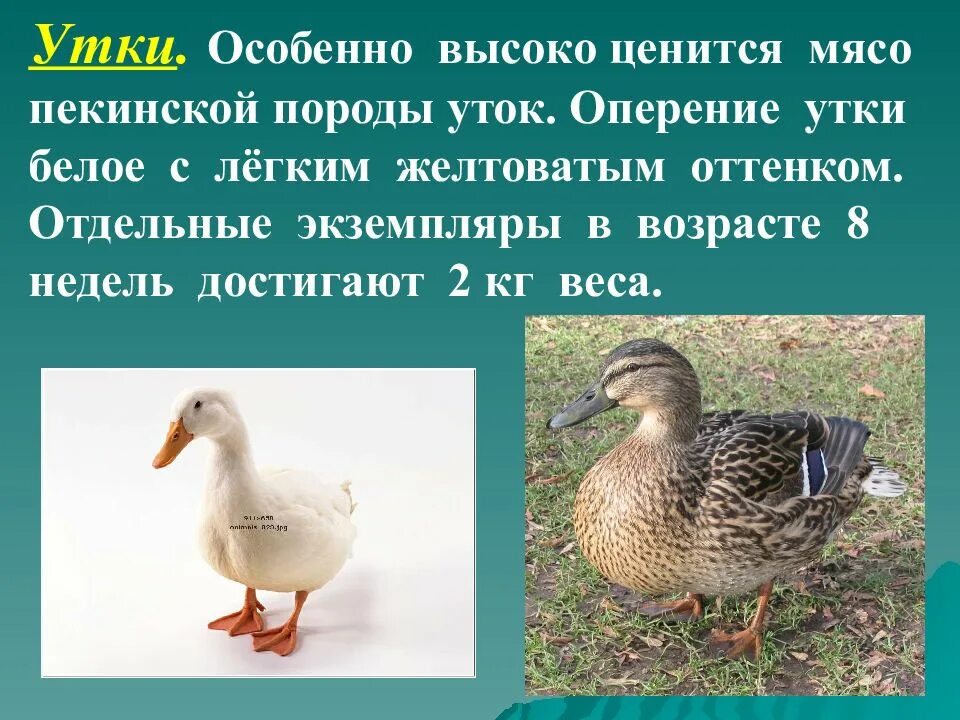 5 duck. Описание утки. Оперение утки. Утки породы ст5.