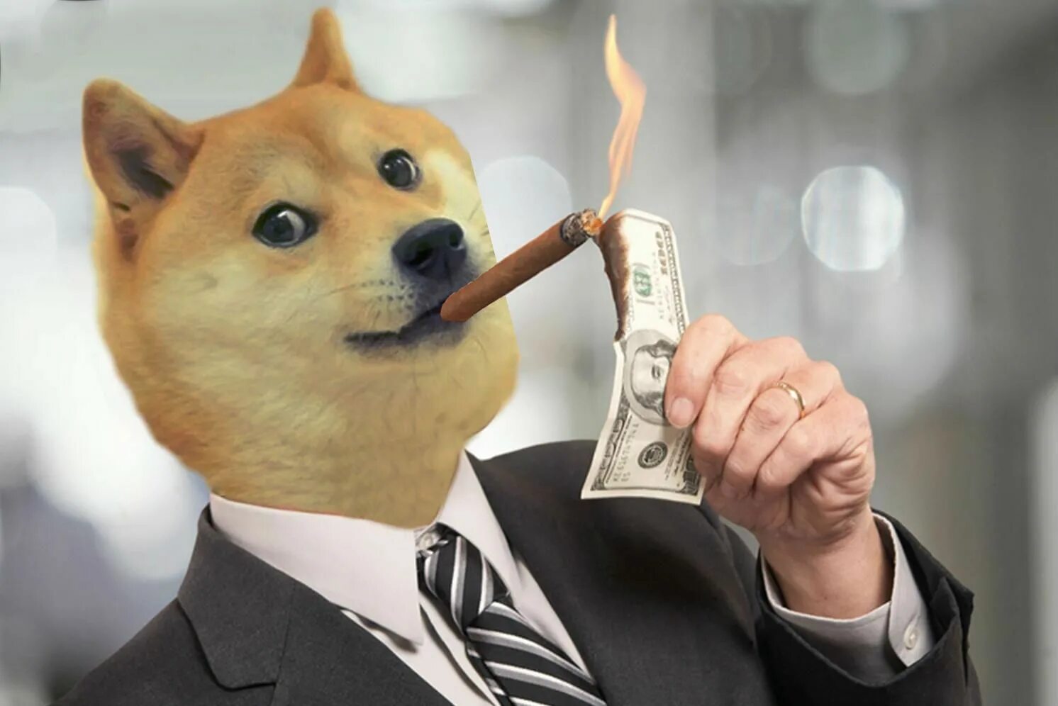 Мем коинс. Догикоин. shiba inu криптовалюта. dogecoin собака. dogecoin мем.