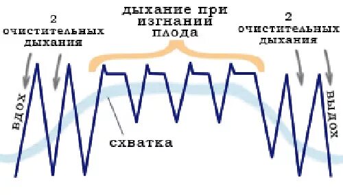 Дыхание во время схваток. Схема дыхания при родах. Техники дыхания в родах. Техника правильного дыхания при родах и схватках. Типы дыхания в родах.