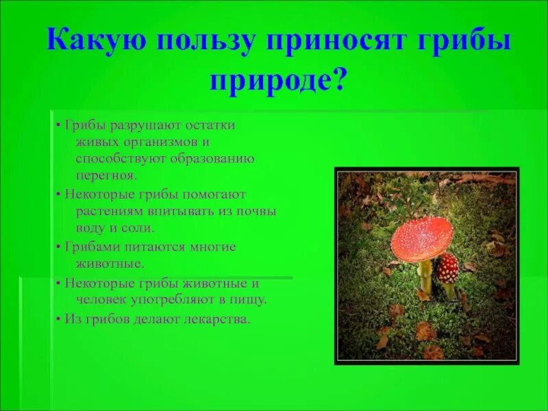 Вредные грибы в природе. Какую пользу приносят грибы природе. Вред грибов в природе. Какую пользу приносят живые организмы.