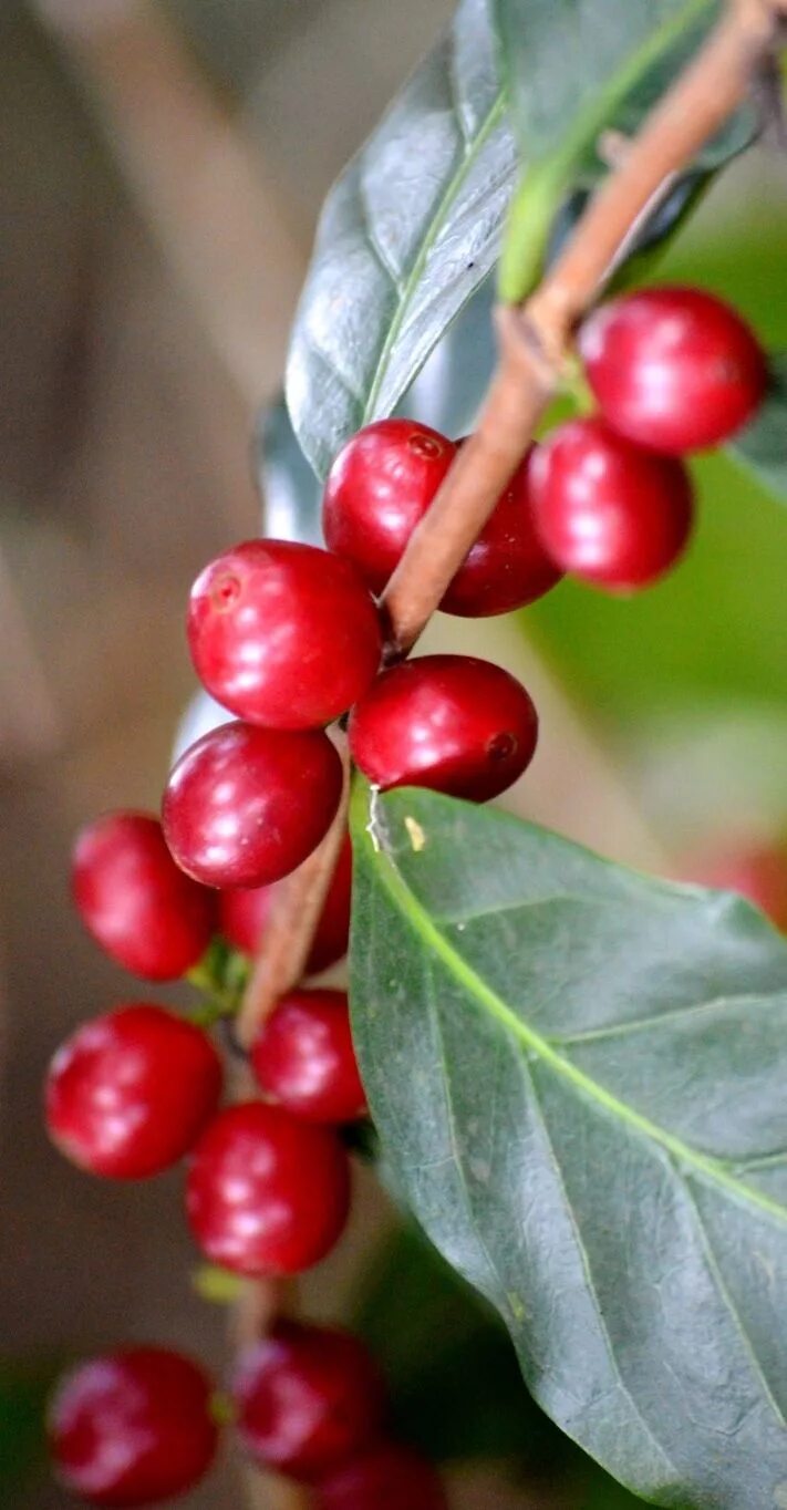 Кофе это фрукт. Кофейное дерево. Ягоды кофейного дерева. Плоды кофейного дерева. Кофе дерево.
