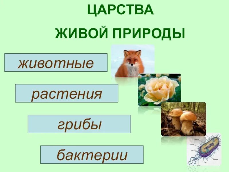 Царство живой природы окружающий мир