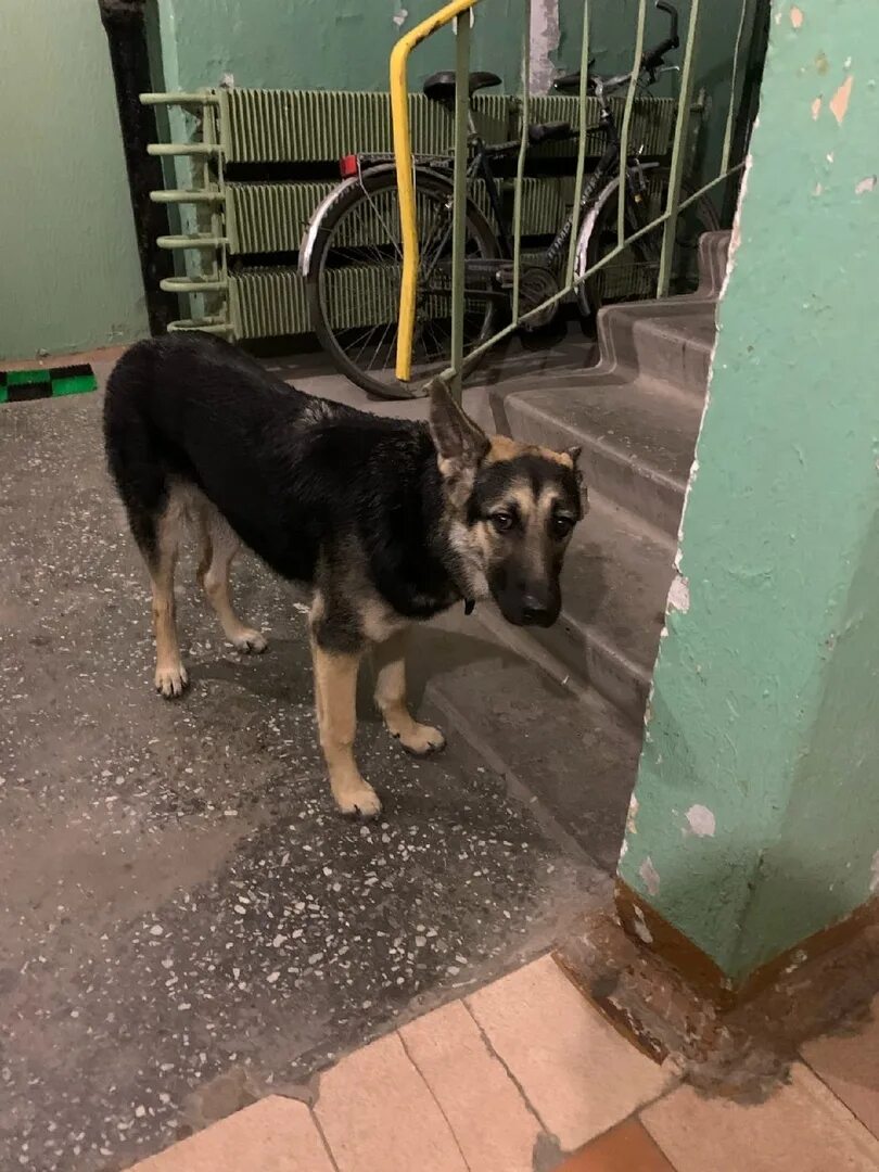 Потеряшка архангельск. Бюро находок архангельск. Потеряшка архангельск. Потеряшка архангельск. Потеряшка архангельск.