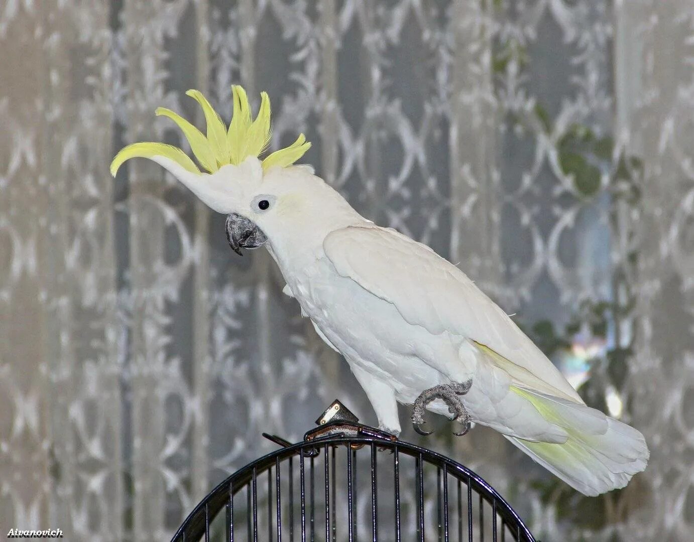 Какаду видео. Попугай Какаду. Белый попугай Какаду. Желтохохлый Какаду.
