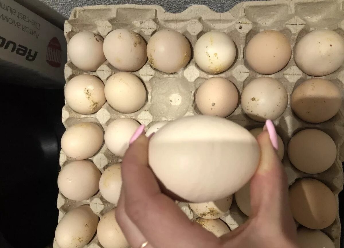 Яйца купить нижний новгород. Домашние яйца. Ячейки для яиц. Крупные яйца. Свежее домашнее яйцо.