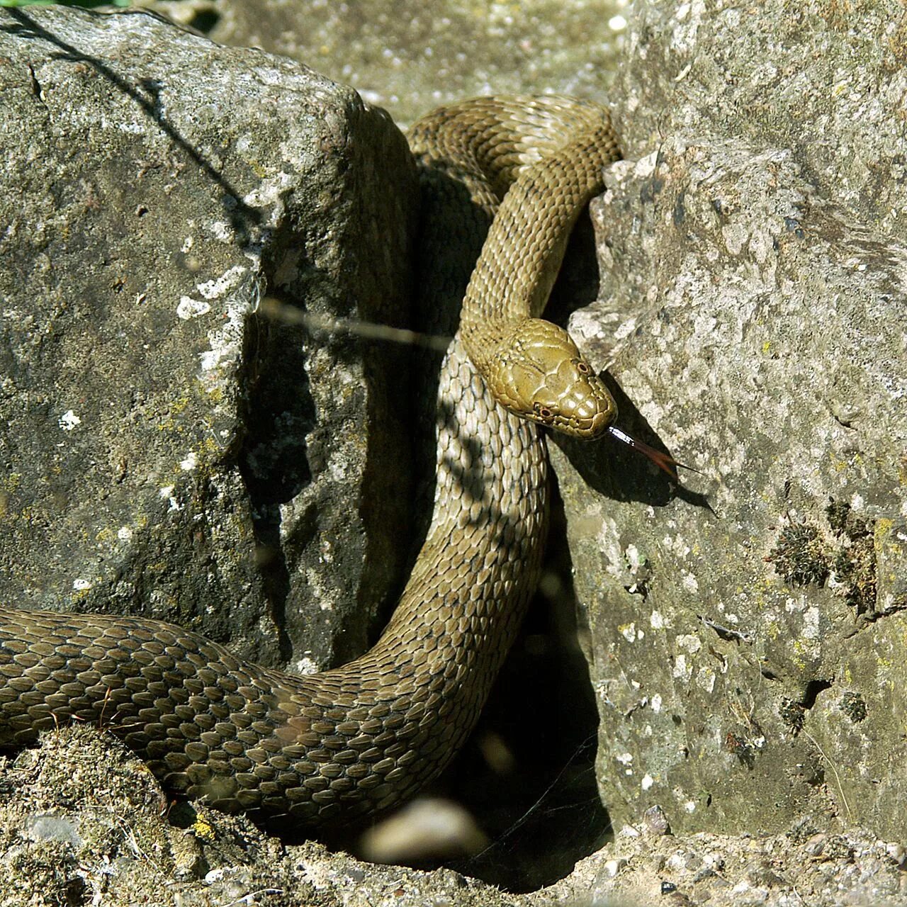 Natrix tessellata. Змея гадюка. Гадюка Казахстан. Узорчатый полоз.