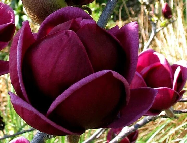 Магнолия дженни описание. Магнолия Суланжа бордовая. Magnolia soulangeana Genie. Магнолия гибридная Black Tulip. Цветы Магнолия Дженни.